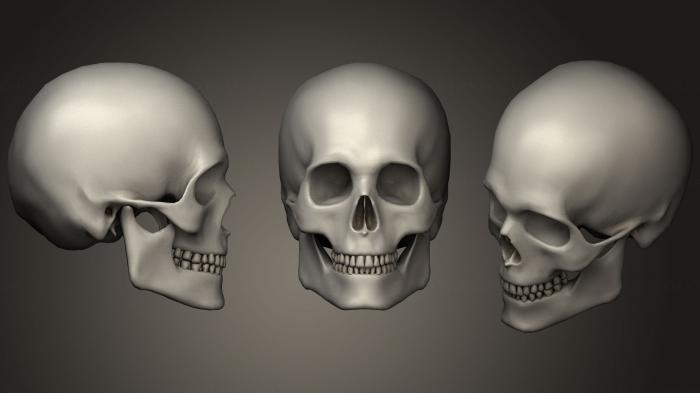 Anatomy of skeletons and skulls (ANTM_0930) 3D model for CNC machine